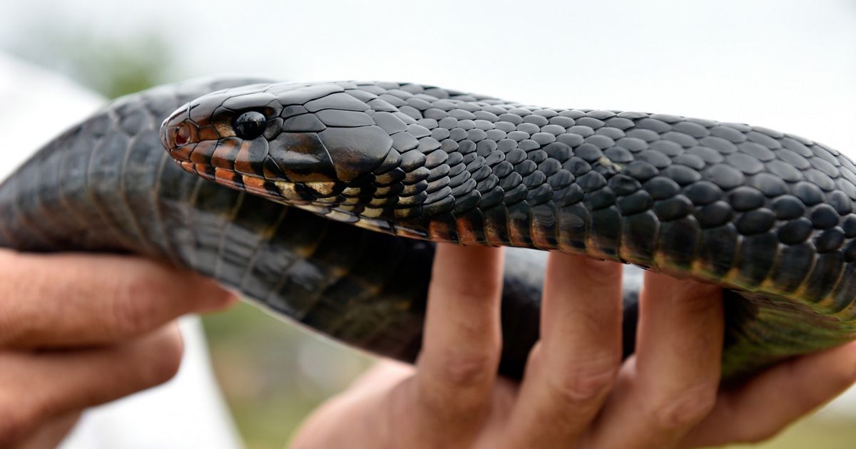Indigo Python TNC and partners release 40+ threatened eastern indigo snakes