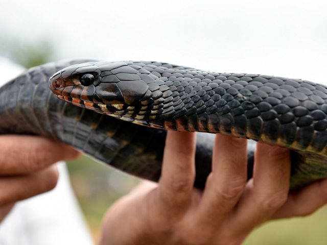 Eastern Indigo Snake