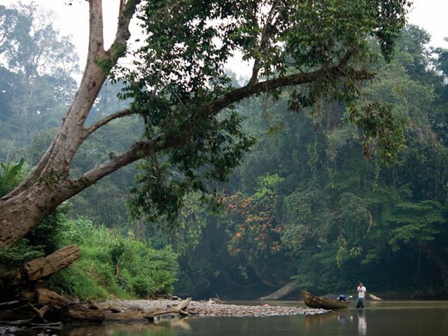 A person stands in the water next to a small boat on the shore of the Sagah River among dense tropical forest in Indonesia's East Kalimantan region of Borneo.