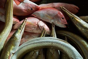 Closeup of several caught fish piled on top of one another.