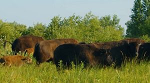 Kankakee Sands bison herd walks across the prairie. 