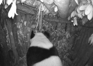 Infrared camera image of a giant panda entering an artificial shelter.