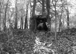 Infrared camera image of a giant panda exiting an artificial den.