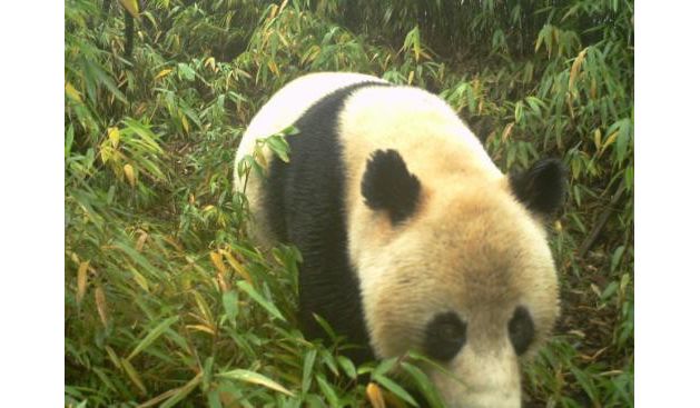 A panda walking among bamboo shoots.