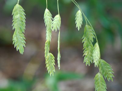 This low-maintenance shade grass is notable for its large, graceful seedheads.