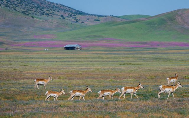 A small herd of pronghorn roam across a grassy field at Las Piletas Ranch in eastern San Luis Obispo County.