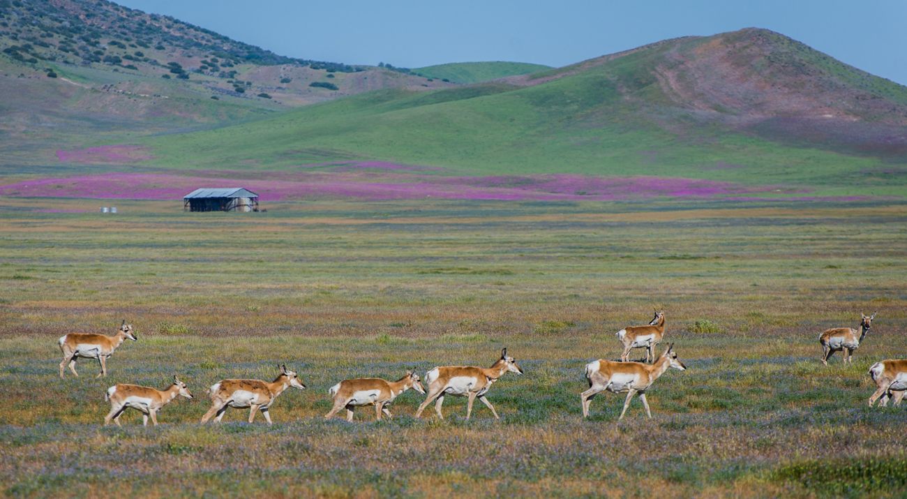 A herd of pronghorn antelope cross a grassland with purple flowers.