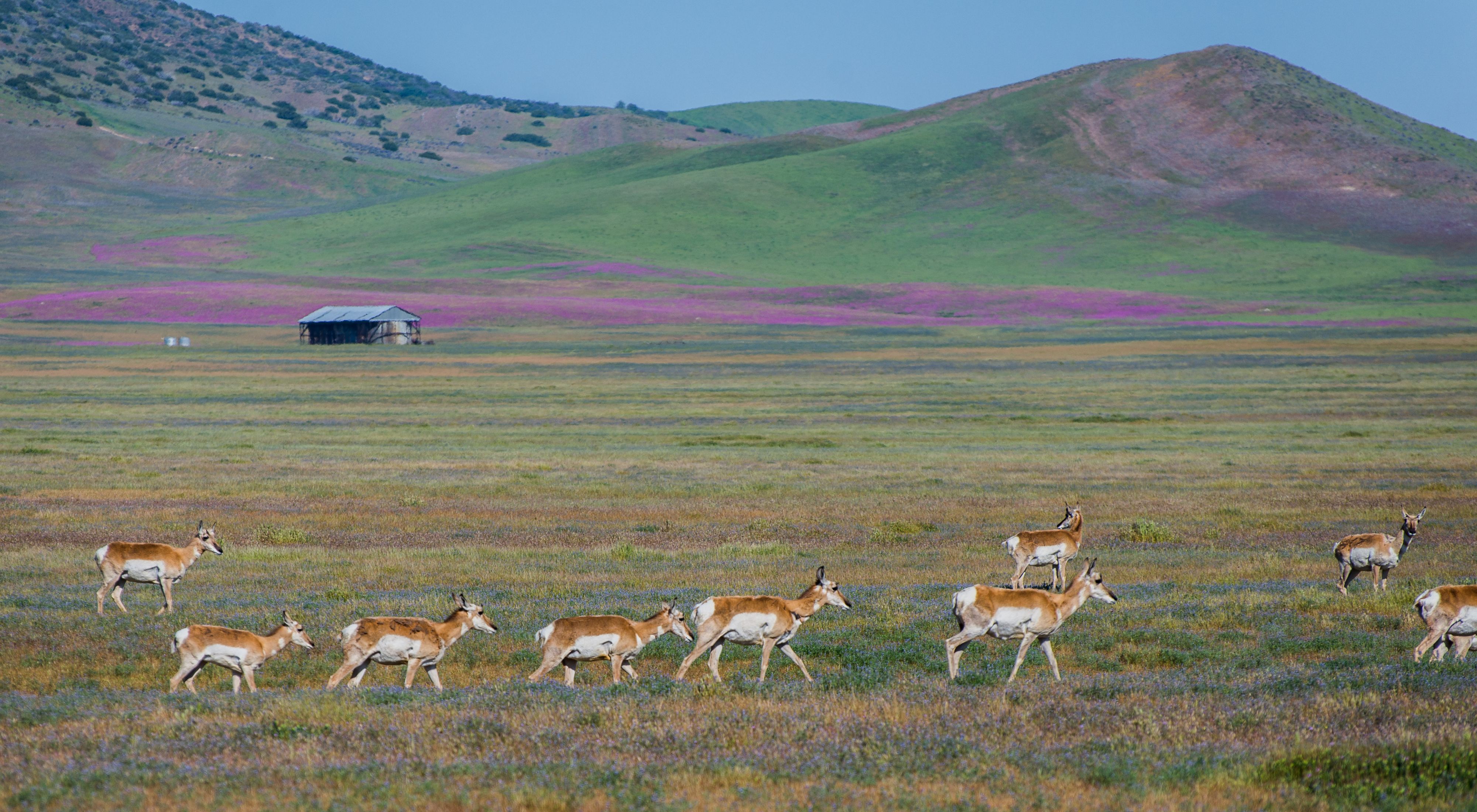 A herd of pronghorn antelope cross a grassland with purple flowers.  