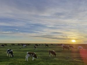 A herd of cows on grasslands in Inner Mongolia.
