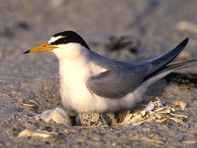 A small white, gray and black bird sitting on eggs in the sand.