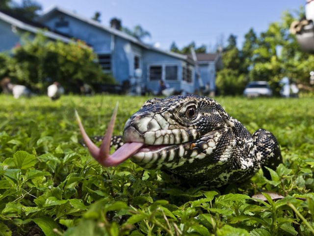 A large lizard sits in a grassy, suburban yard in Homestead, Florida while sticking its forked tongue out.