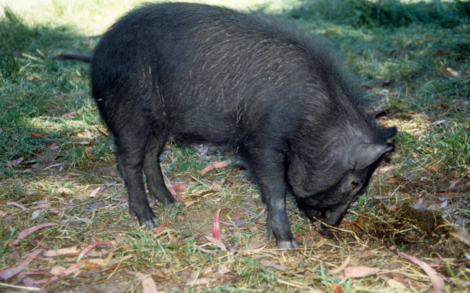 Cerdo Salvaje Los cerdos salvajes se arraigan como rotocultor y roban más de $800 millones por año de la industria agrícola de Florida. © Joe Di Donato