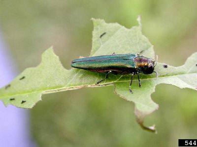 An emerald ash borer sitting on top of a leaf.