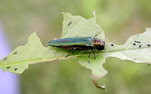 An emerald ash borer, a vibrant, dark green insect, sit on a leaf.