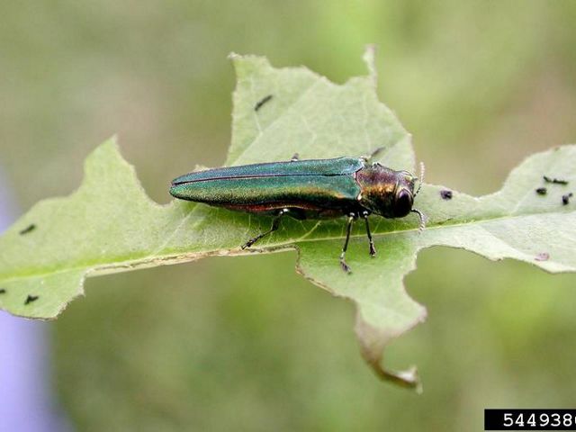 An emerald ash borer sitting on top of a leaf.