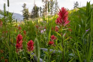 Paintbrush flower blooms with grasses.