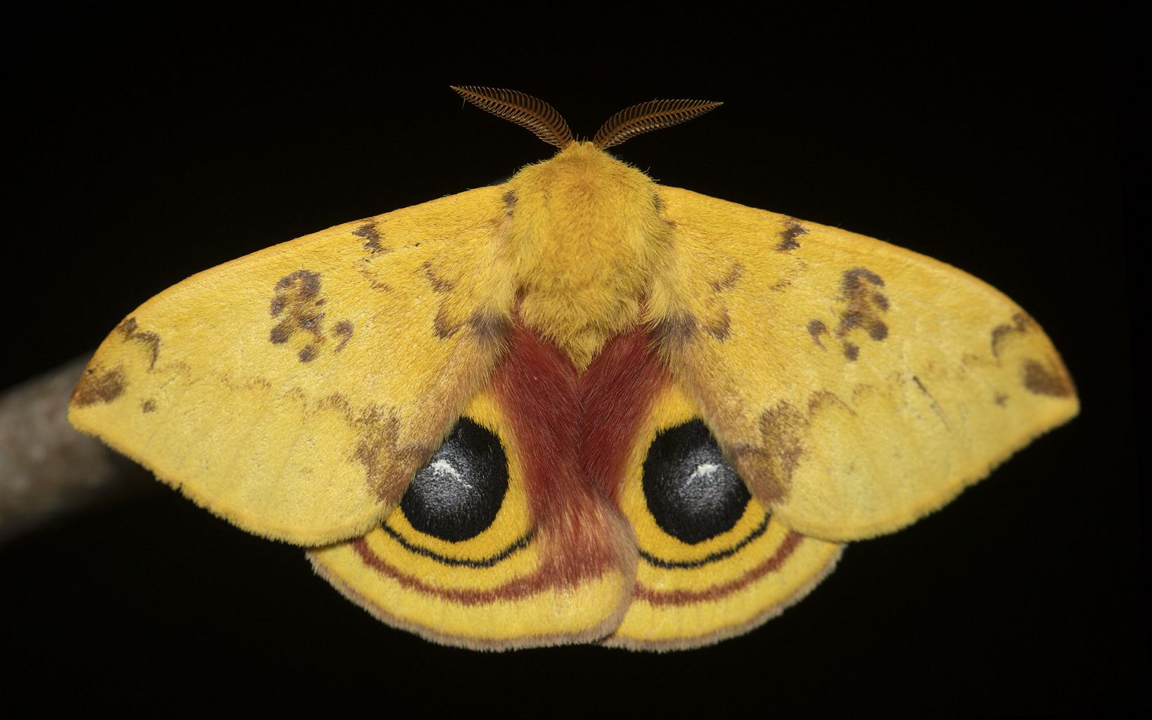 
                
                  Io Moth Io moths are a species of giant silk moth in the United States. Larval moths, also called caterpillars, are important food sources for many animals including birds.
                  © Danae Wolfe/TNC
                
              