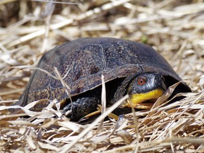 A Blanding’s turtle basks in the sun among dried grass at Land of the Swamp White Oak. 