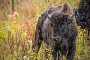 Bison standing in the rain at Broken Kettle Grasslands Preserve in Iowa.