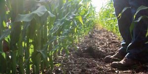 Two boots mark a dirt path that separates green agricultural crops.