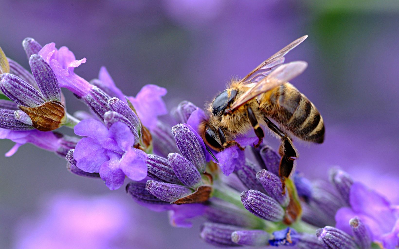 Bee on a lavender plant.
