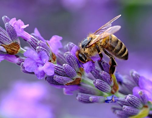 A bee pollinates a large lavender bush at the Los Angeles County Arboretum in California.