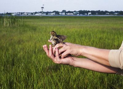 A person holding a saltmarsh sparrow.