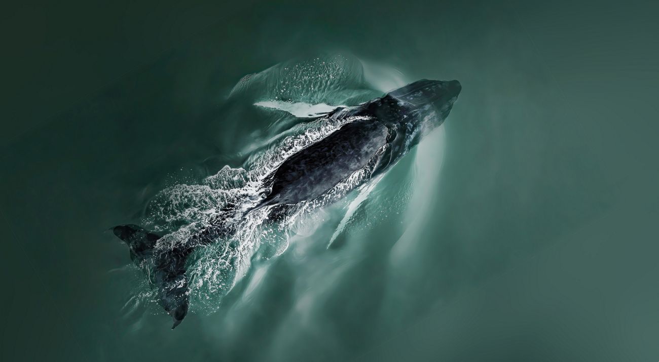 An aerial view of a humpback whale off of Southhampton Bay in the ocean.