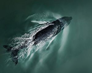 A top-down view humpback whale about to die back into the Atlantic Ocean.
