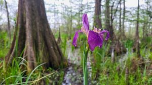 A purple flower blooms near a large tree surrounded by wetlands.