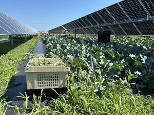 Vegetables being grown next to a solar panel.