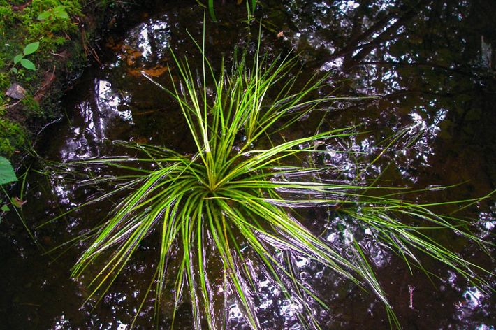 A long grass grows out of a shallow muddy puddle.