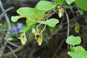 Light green vine with small flowers.