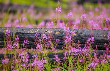 Wildflowers growing after a forest fire.