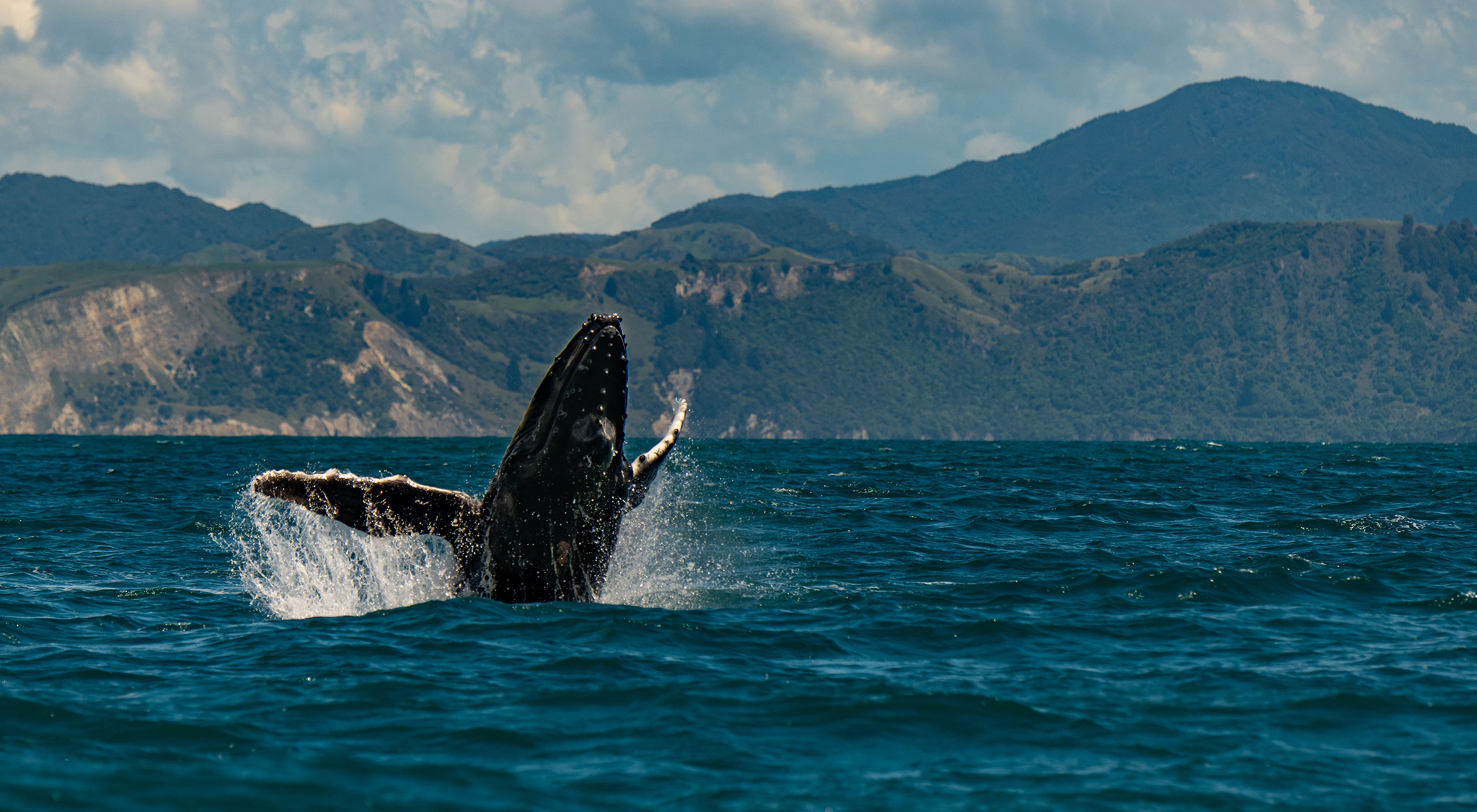 A humpback whale breaching off the coast of Kaikoura, New Zealand.