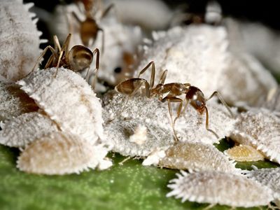 Big ants crawl over hunks of melon.