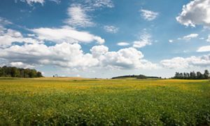 Prairie dotted with trees in the distance. 