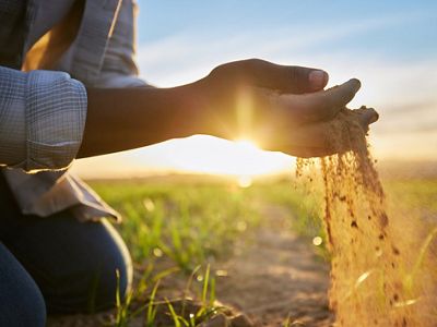 Hands holding dirt in a field.