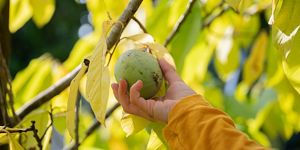A close up of a child's hand picking a ripe asimina fruit growing on a pawpaw tree. 