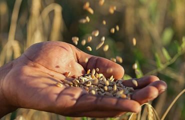 Hands holding wheat kernels.