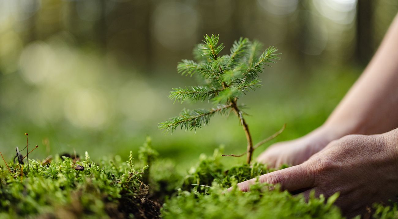 Hands planting a tree in a forest.