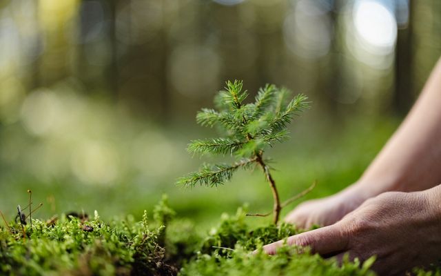 Natural Climate Solutions