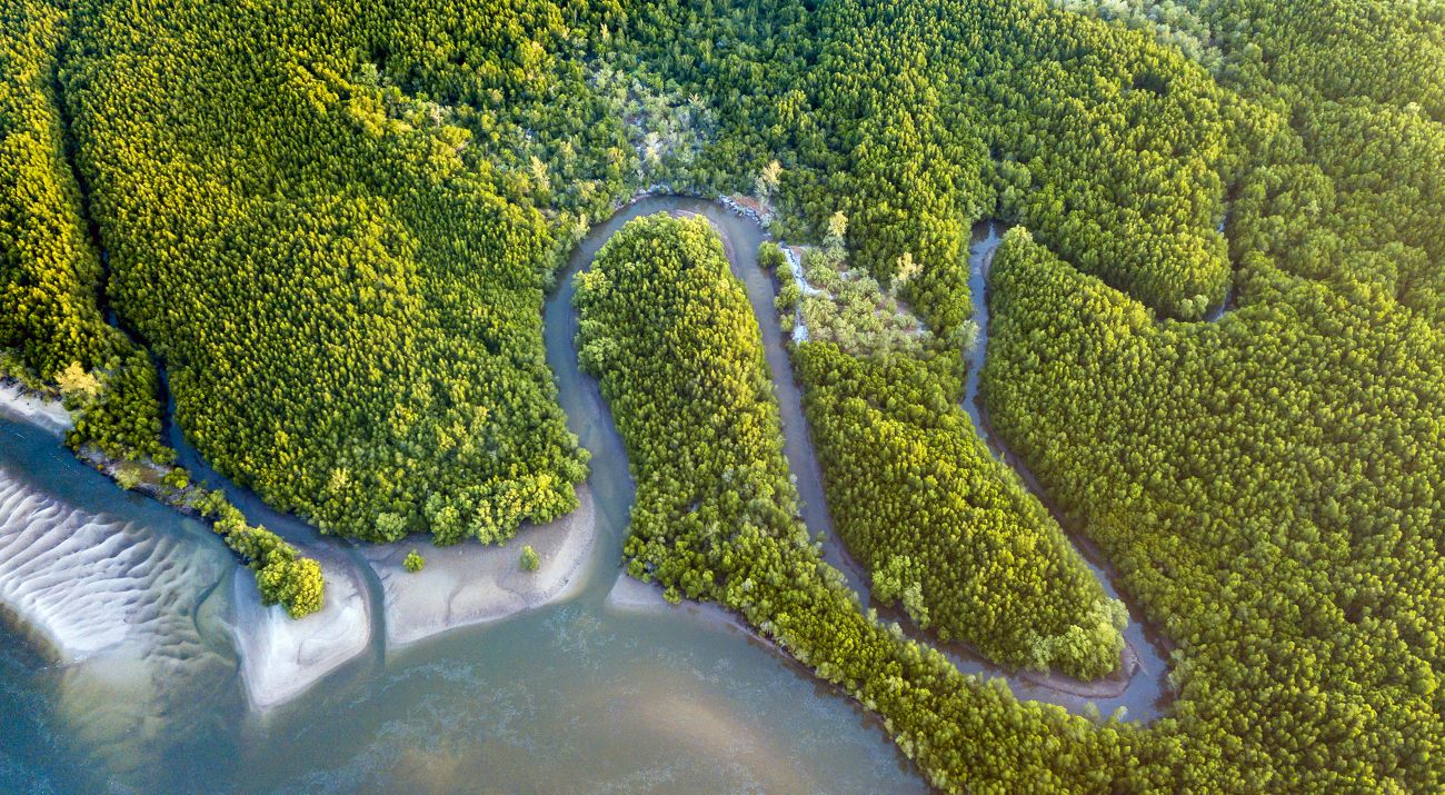 aerial view of a mangrove forest with river.
