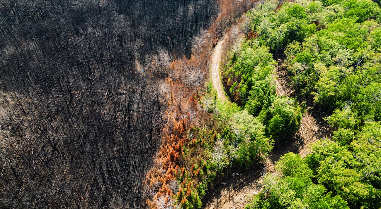 A partly burned forest.