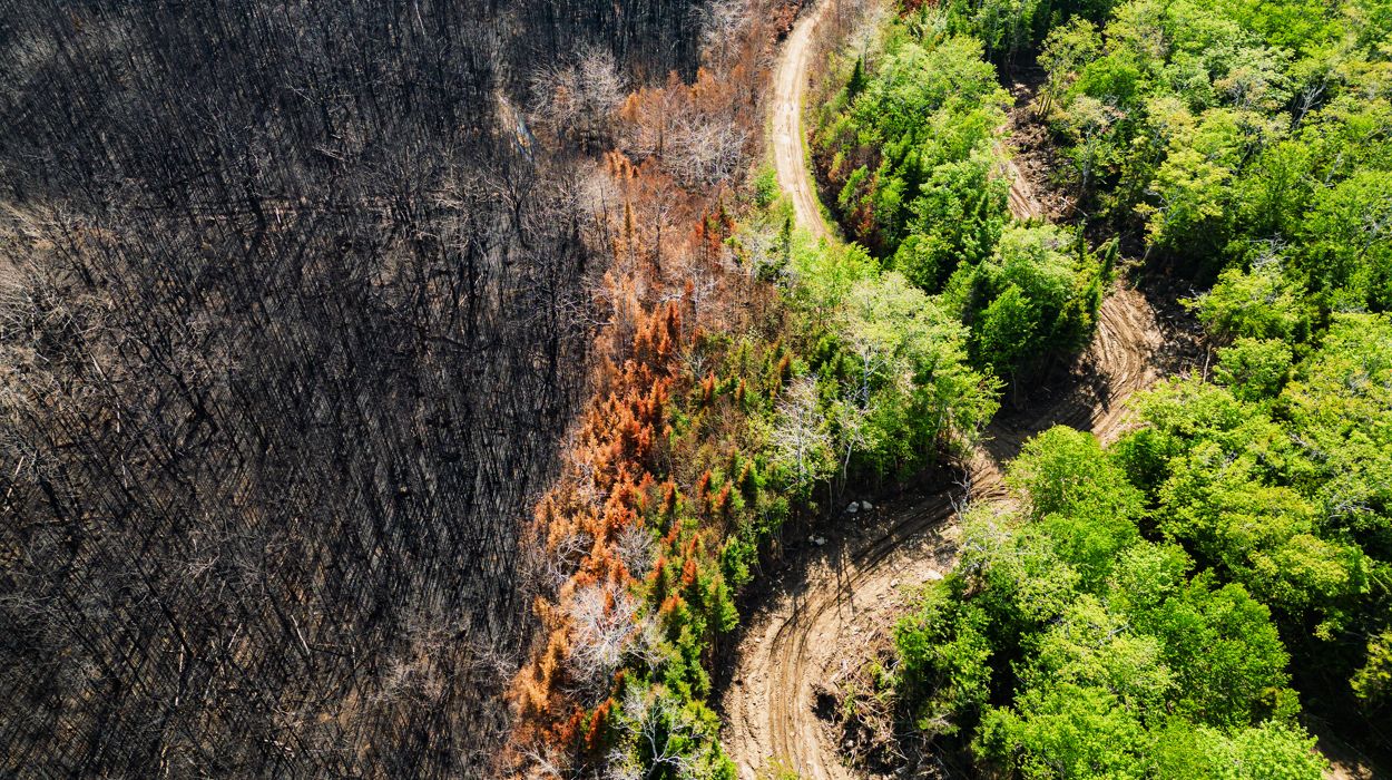 A partially burned forest.