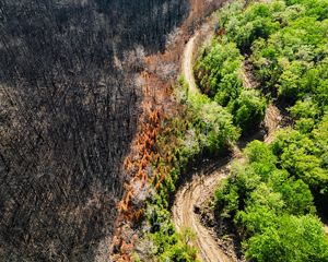 A partially burned forest.