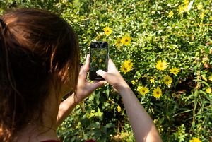 A person takes a photo of yellow flowers with their cell phone.