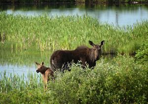 Moose and her baby walking through water and tall grasses. 