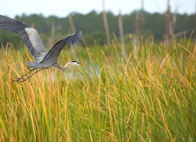 A great blue heron flies low over a grassy marsh, its wings outstretched.