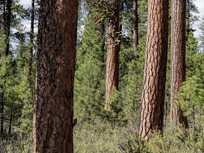 Ponderosa pines in a dry forest.